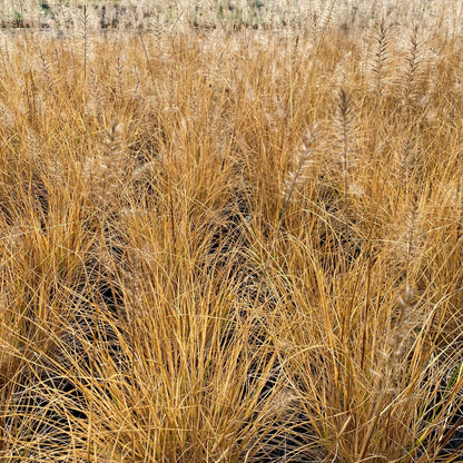 Pennisetum alopecuroides Hameln 1G