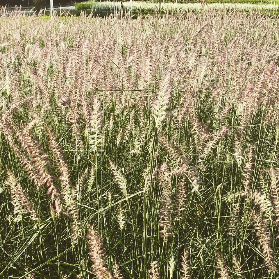 Pennisetum Karley Rose 1G