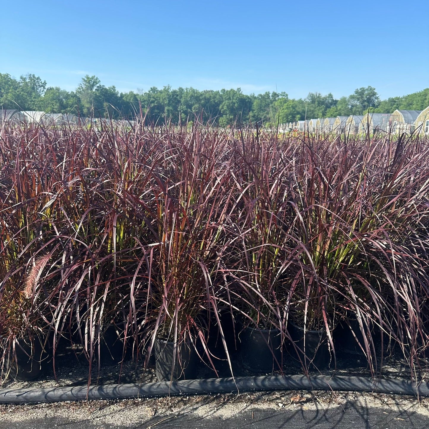 Pennisetum setaceum Rubrum 1G