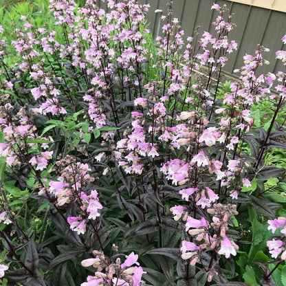 Penstemon x Blackbeard 1G