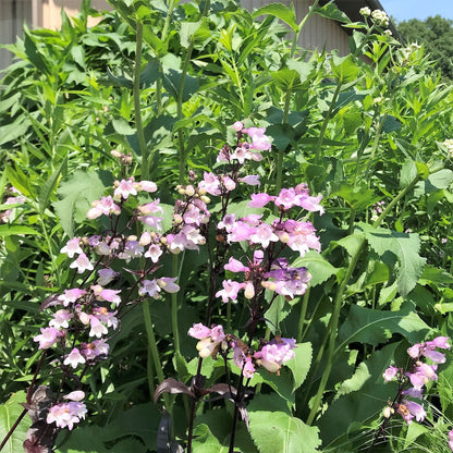 Penstemon x Blackbeard 1G