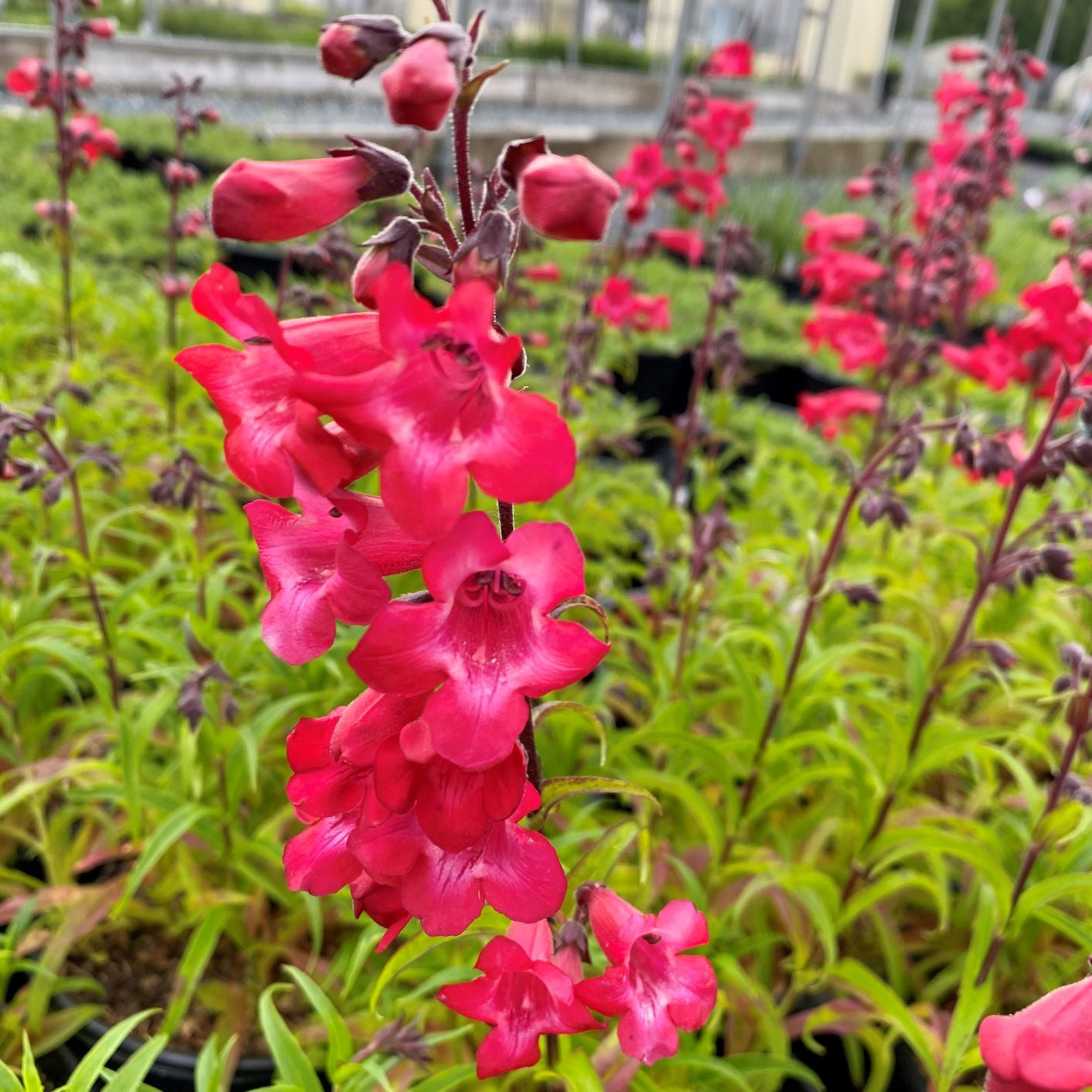 Penstemon x Cherry Sparks 1G