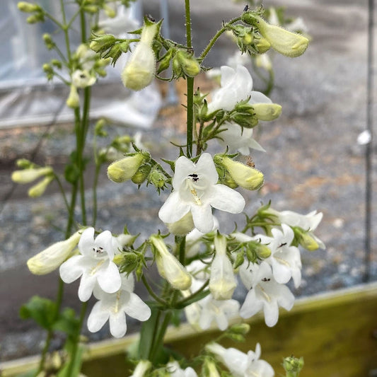 Penstemon digitalis 1G