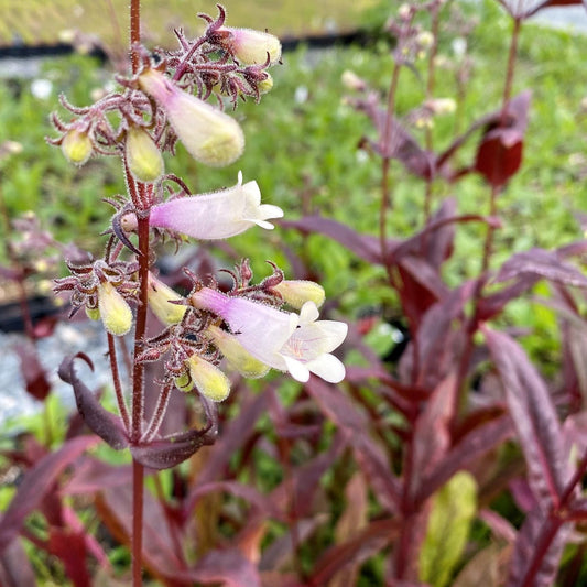 Penstemon digitalis Husker Red 1G