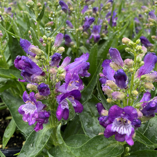 Penstemon barbatus Rock Candy Blue 1G