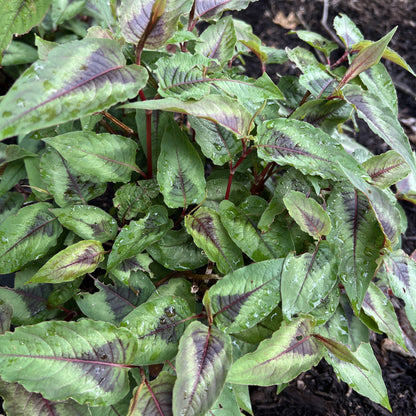 Persicaria microcephala 'Red Dragon' 1G (Fleeceflower)