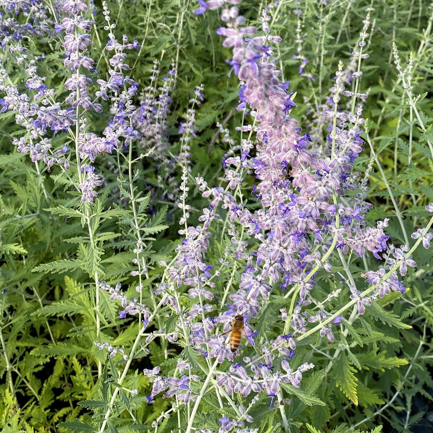 Perovskia atriplicifolia 1G