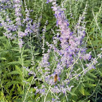 Perovskia atriplicifolia 1G