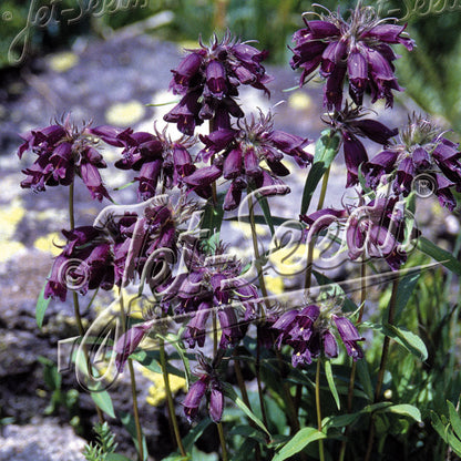 Penstemon whippleanus Chocolate Drop 1Q