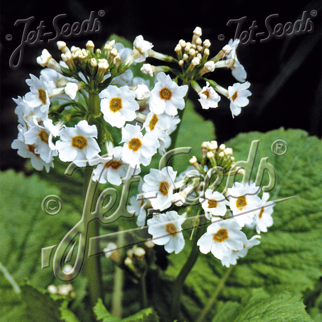 Primula japonica Postford White 1Q