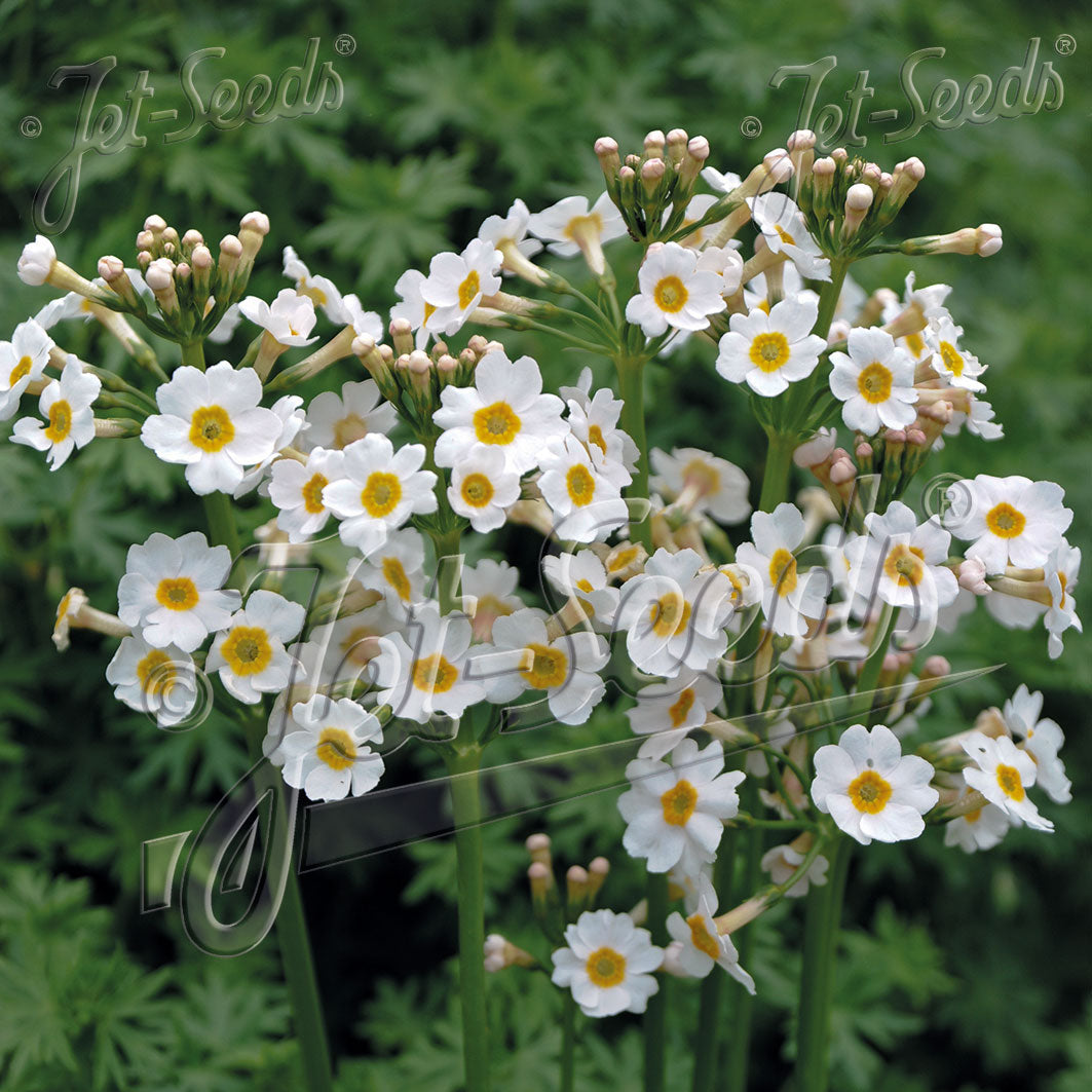 Primula japonica Postford White 1Q