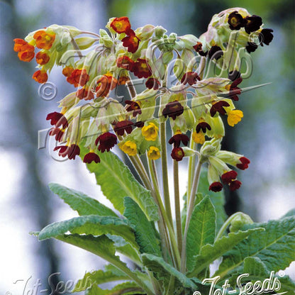 Primula veris Sunset Shades 1Q