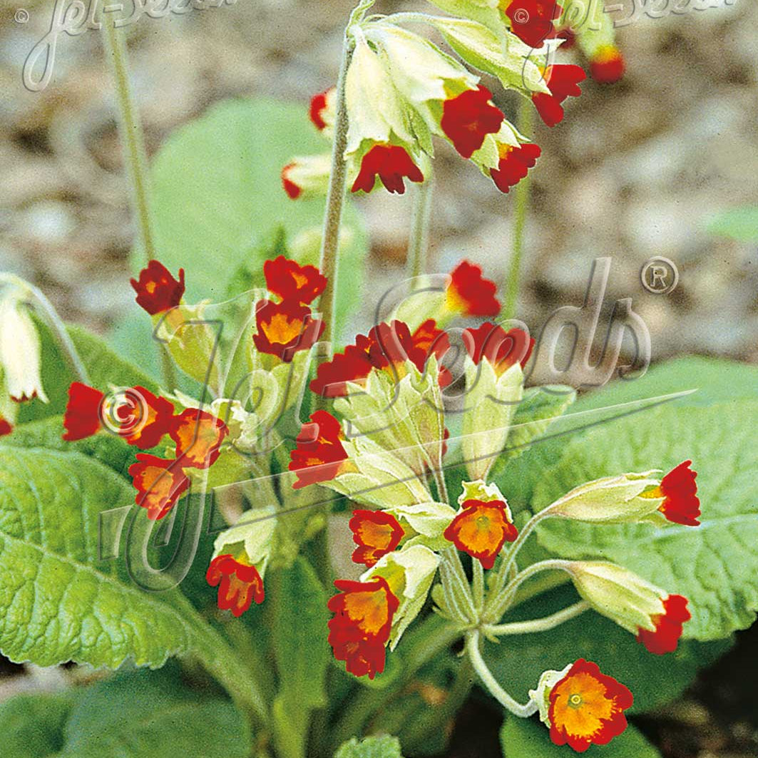 Primula veris Sunset Shades 1Q