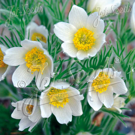 Pulsatilla vulgaris Alba 3.25"