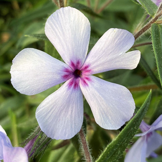 Phlox divaricata Chattahoochee 1Q