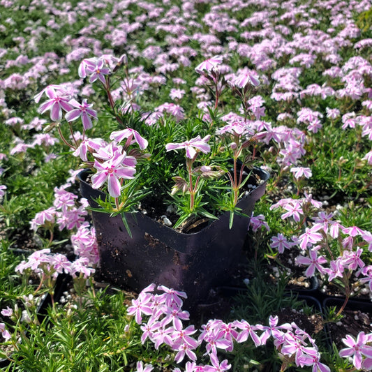 Phlox subulata Candy Stripe 1G