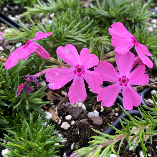 Phlox subulata Drummond's Pink 1Q