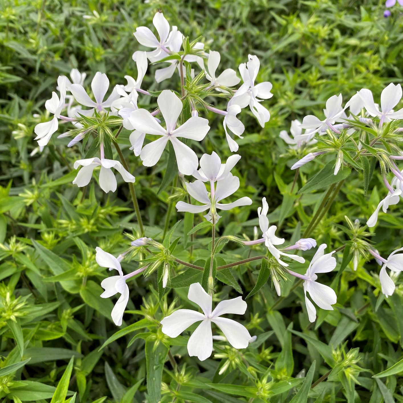 Phlox divaricata May Breeze 1Q
