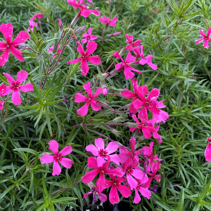 Phlox subulata Scarlet Flame 1Q