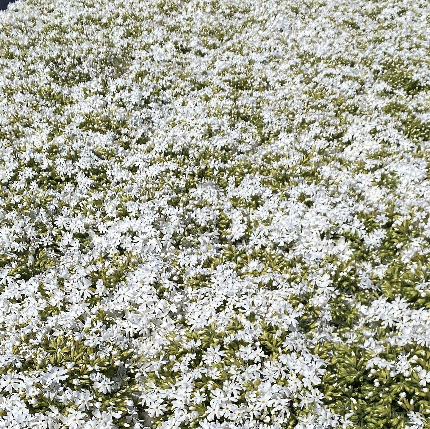 Phlox subulata Snowflake 1Q