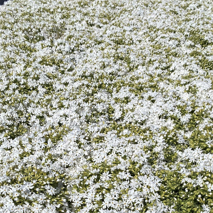 Phlox subulata Snowflake 1Q