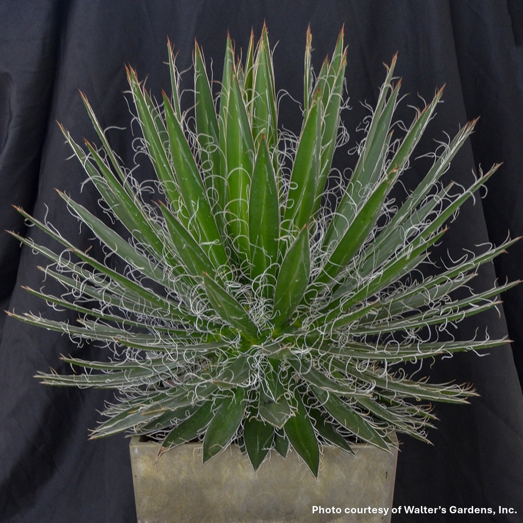 Agave schidigera Black Widow 3.25"