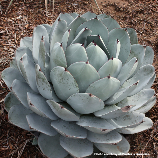 Agave parryi ssp. truncata 3.25"