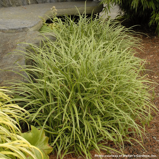 Carex morrowii Ice Dance 1G