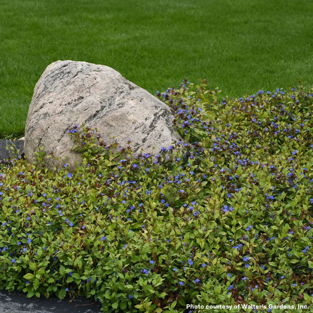 Ceratostigma plumbaginoides 1G
