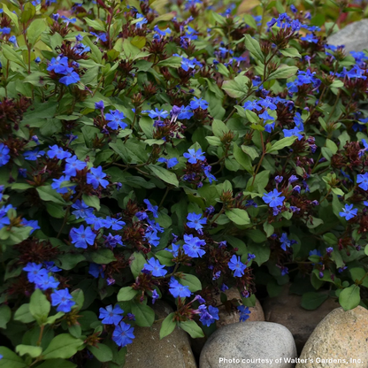 Ceratostigma plumbaginoides 1G