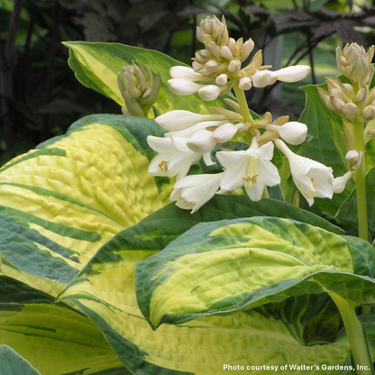 Hosta x Great Expectations 1G