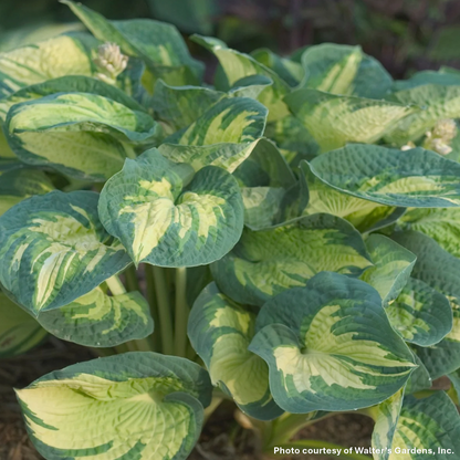 Hosta x Great Expectations 1G