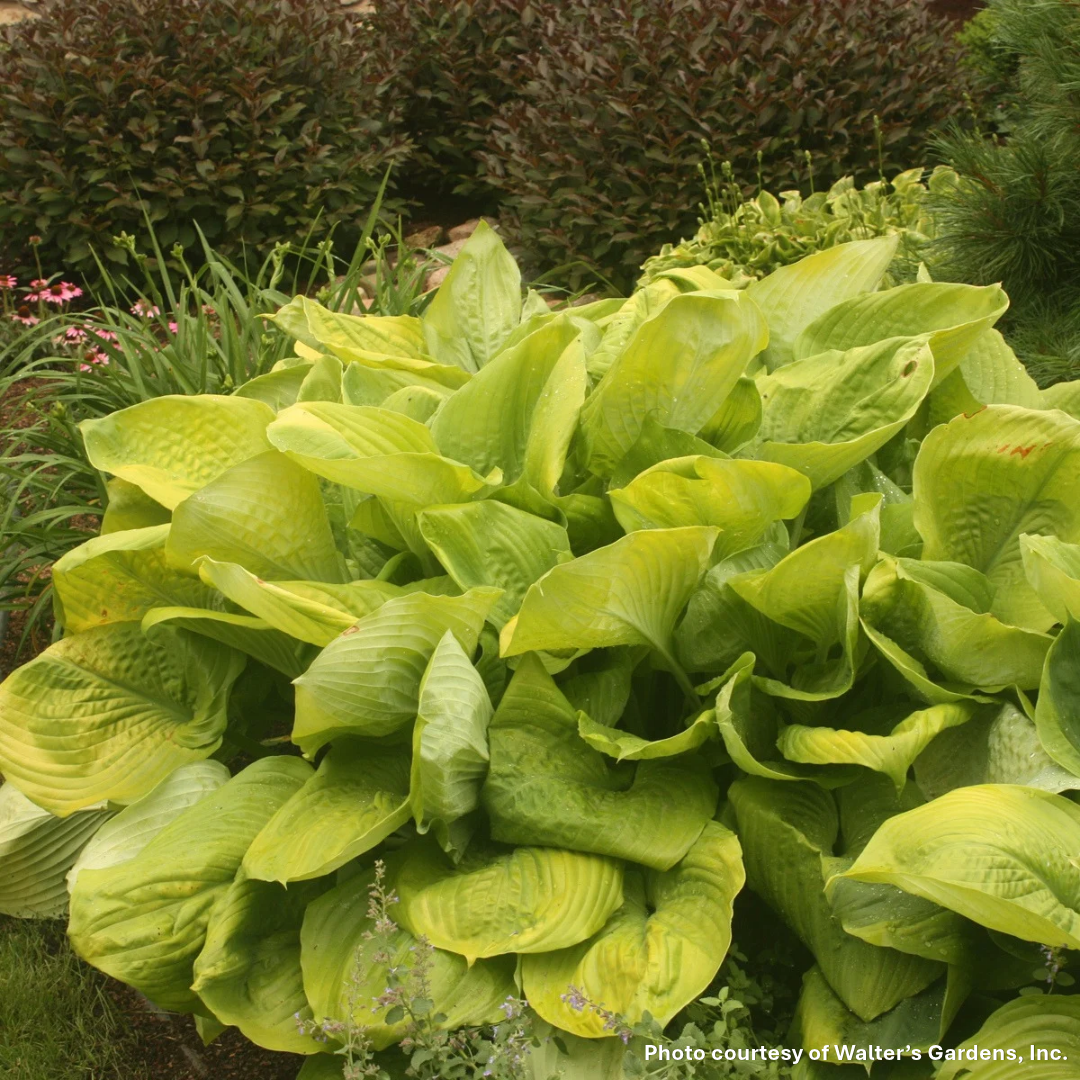 Hosta x Sum and Substance 1G