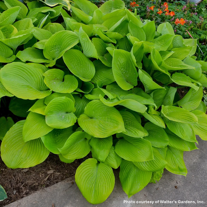 Hosta x Sum and Substance 1G