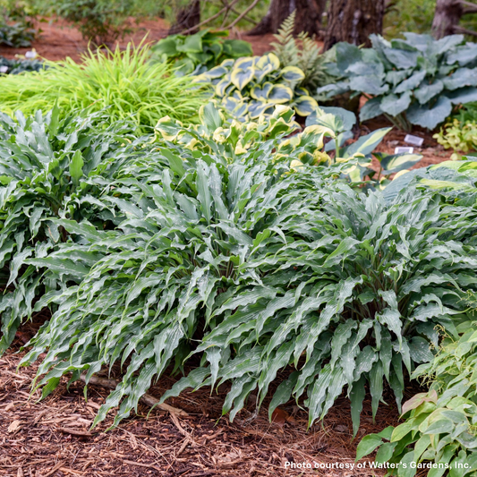 Hosta x Silly String 1Q