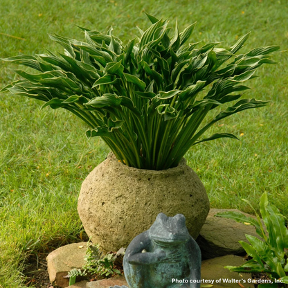 Hosta x Praying Hands 1Q