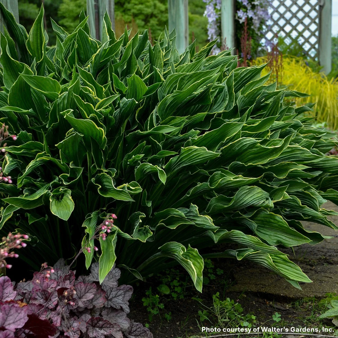 Hosta x Praying Hands 1Q