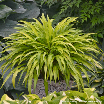 Hosta x Curly Fries 1Q