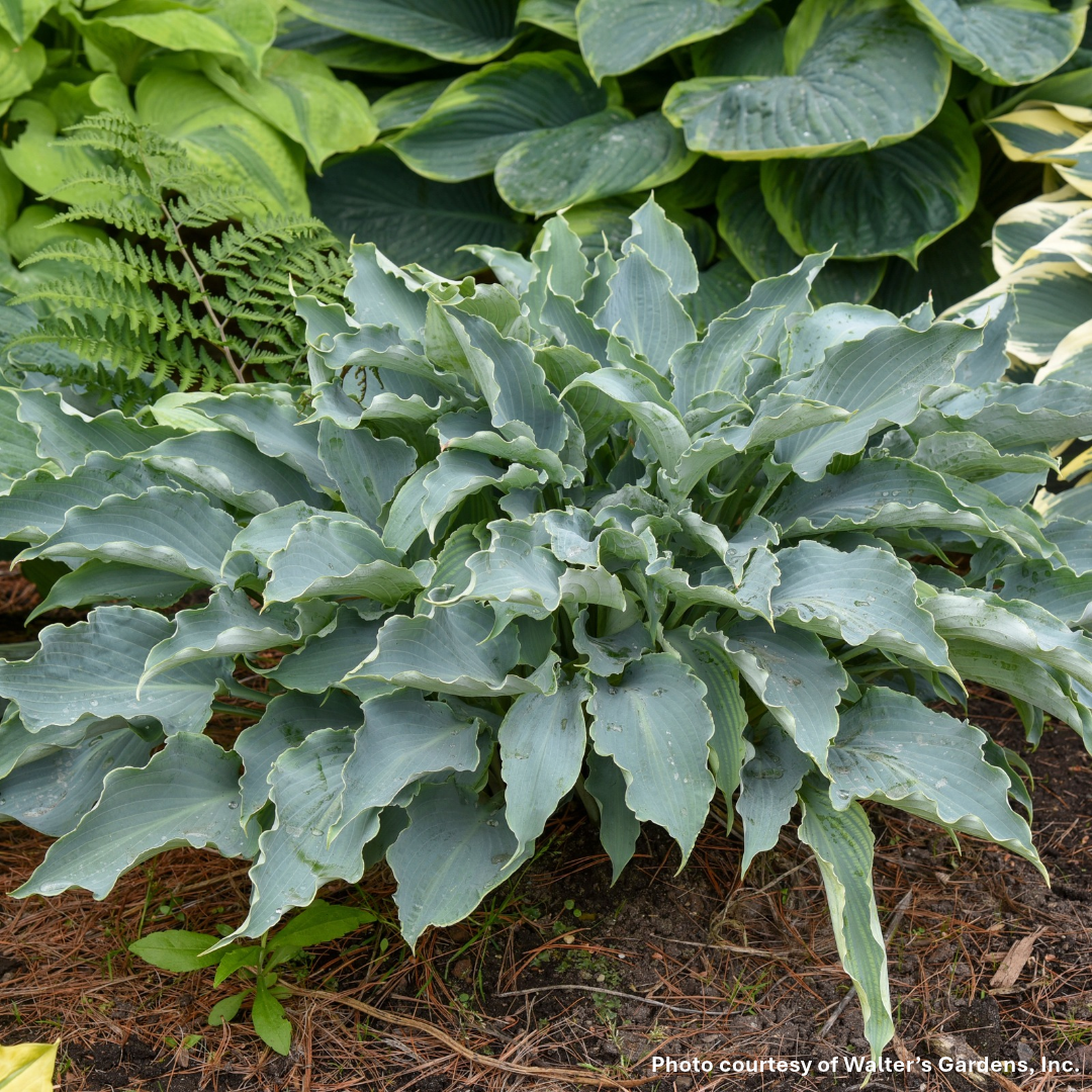 Hosta x Tears in Heaven 1Q