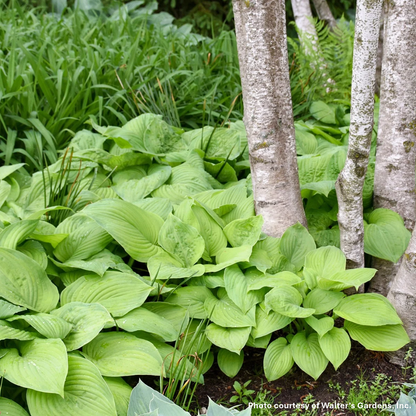 Hosta x Guacamole 1G