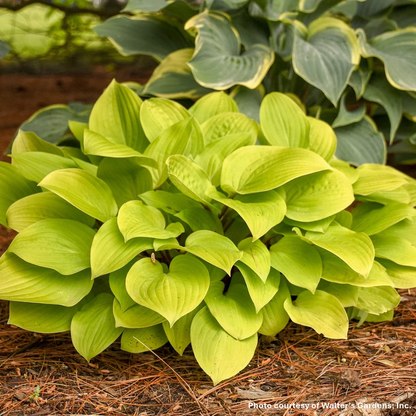 Hosta x Fire Island 1Q