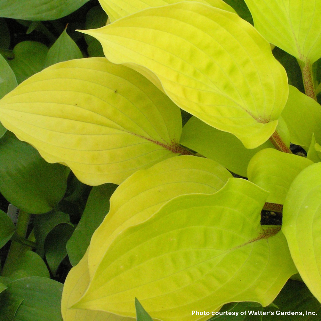 Hosta x Fire Island 1Q