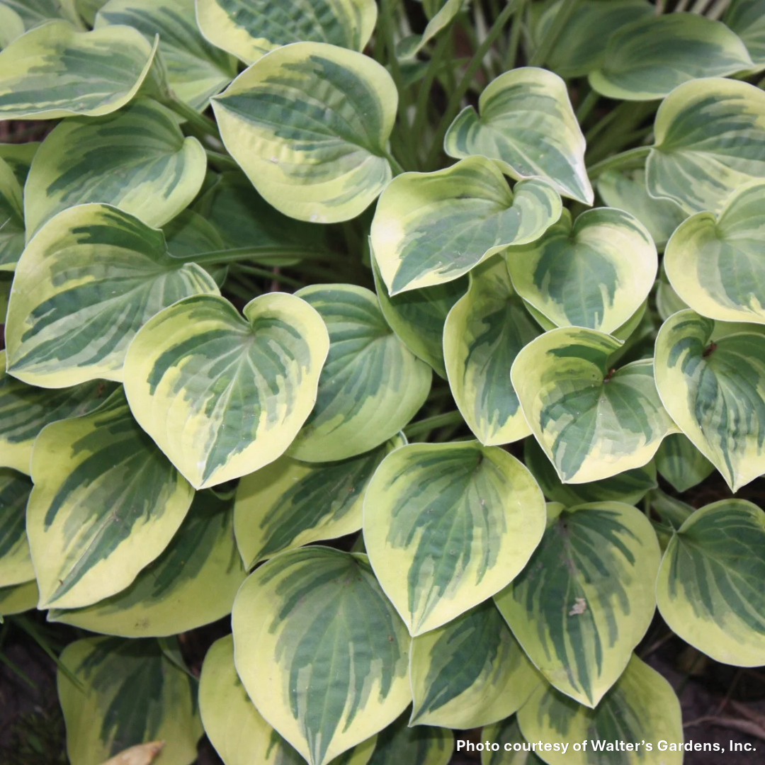 Hosta x Cameo 1Q
