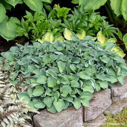 Hosta x Blue Mouse Ears 1Q