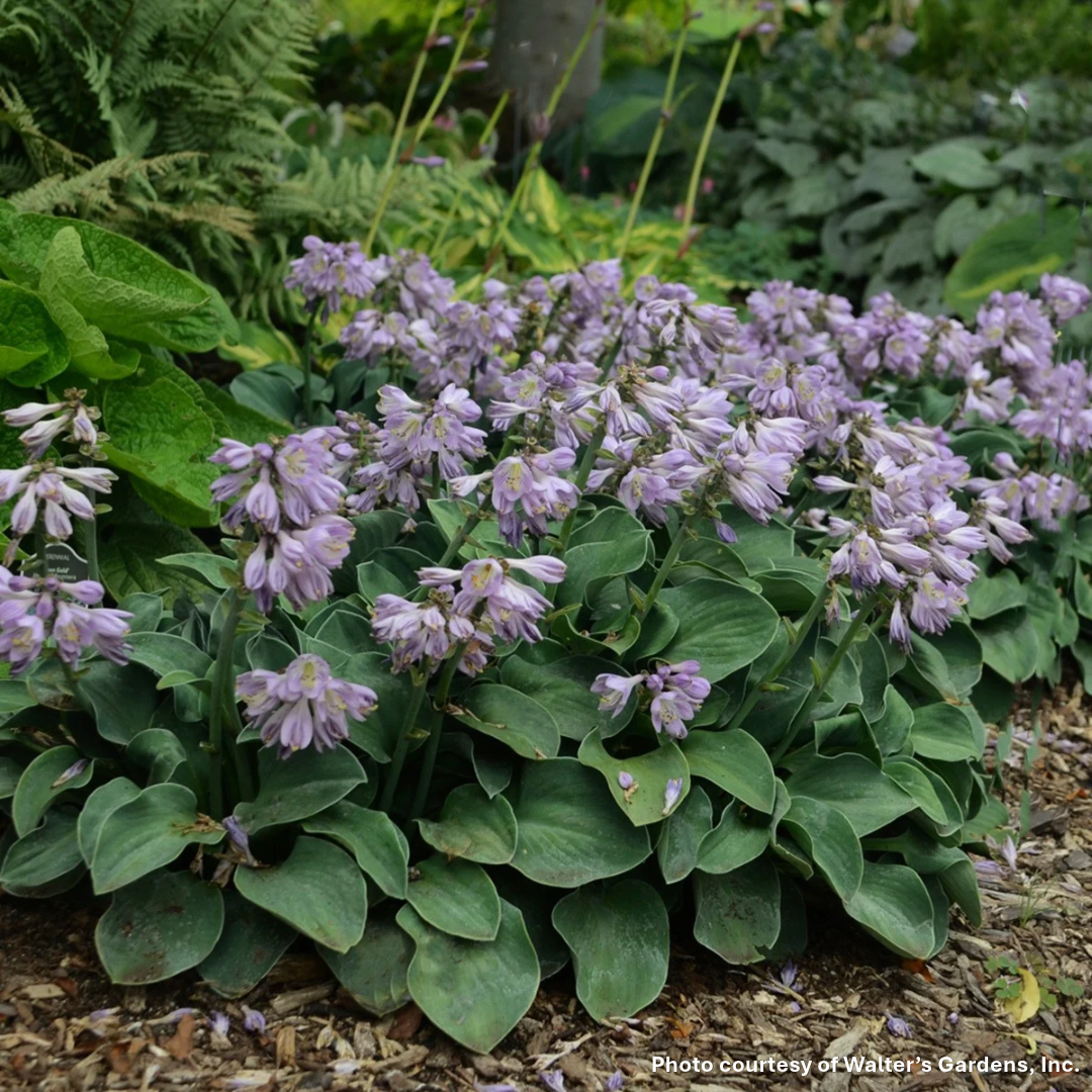 Hosta x Blue Mouse Ears 1Q