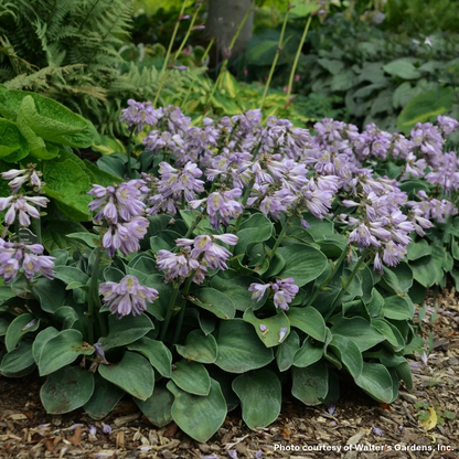 Hosta x Blue Mouse Ears 1Q