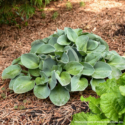 Hosta x Blue Mouse Ears 1Q