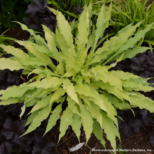 Hosta Wiggles and Squiggles 1Q