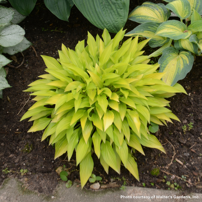 Hosta Munchkin Fire 1Q