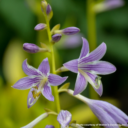 Hosta Munchkin Fire 1Q